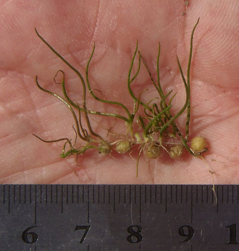 American Pillwort, Pilularia americana